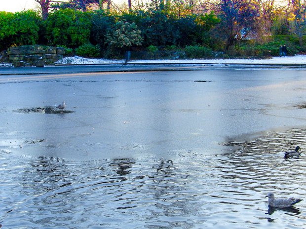 SNOW COVERED On November 27, 2010, I ventured into St. Stephen's Green, my camera capturing the scene in stark black and white. The...
