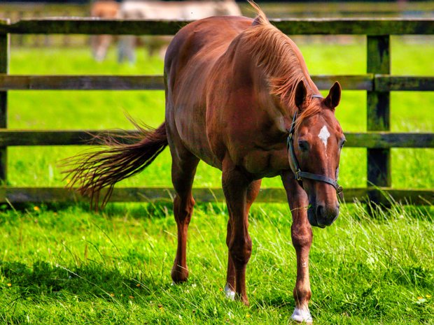 HORSES AT THE NATIONAL STUD Back in 2009, the Irish National Stud in Tully, Kildare, was already a revered institution in the world of horse...